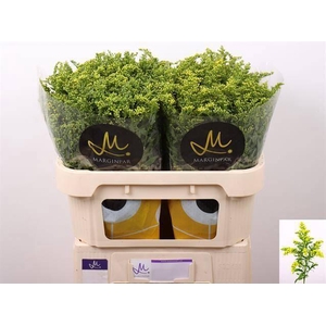 SOLI CARZAN GLORY x 25 70 CM