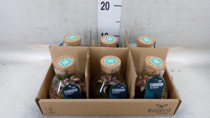 <h4>Arr.    Planten  L%</h4>