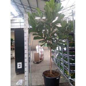 Ficus lyrata