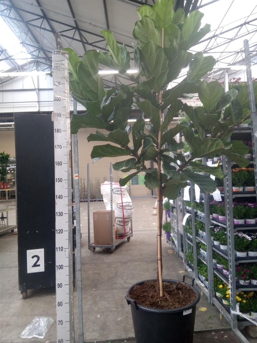 <h4>Ficus lyrata</h4>