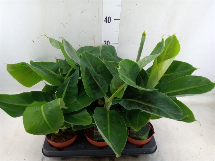 <h4>Musa  'Tropicana'</h4>