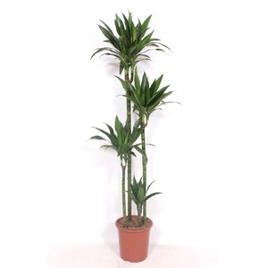Dracaena Janet Craig 120-90-60-30
