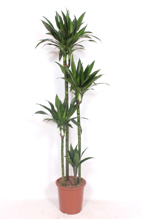 <h4>Dracaena Janet Craig 120-90-60-30</h4>