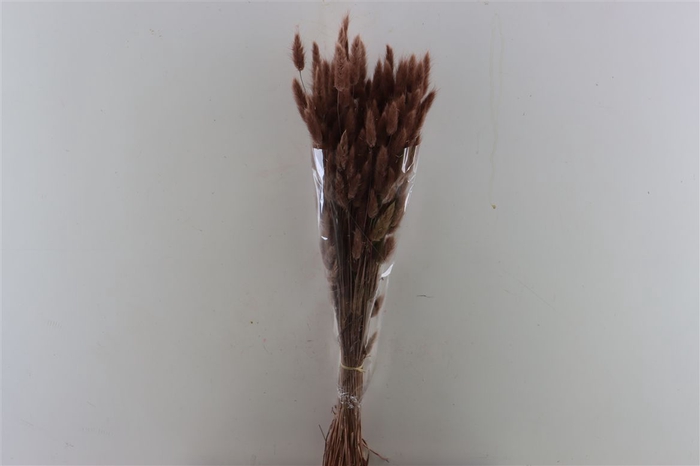 <h4>Dried Lagurus Brown Bunch</h4>