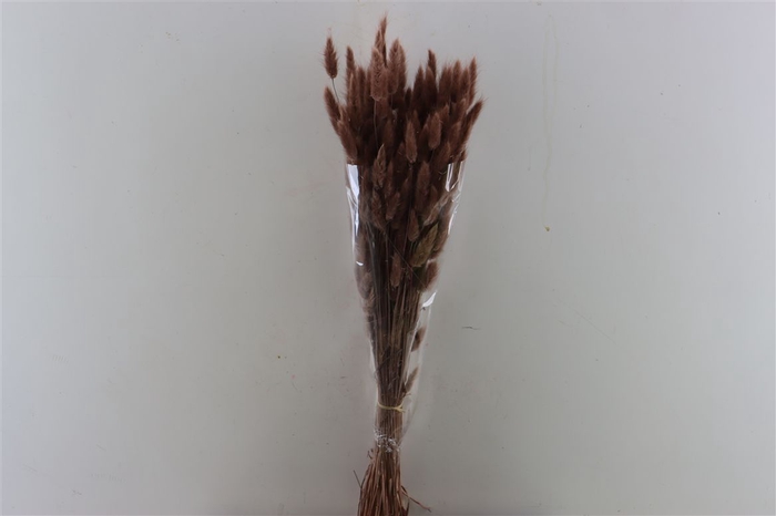 Dried Lagurus Brown Bunch