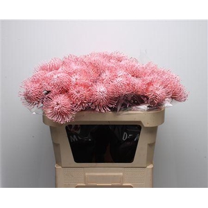 Leuco Klbh Baby Rose