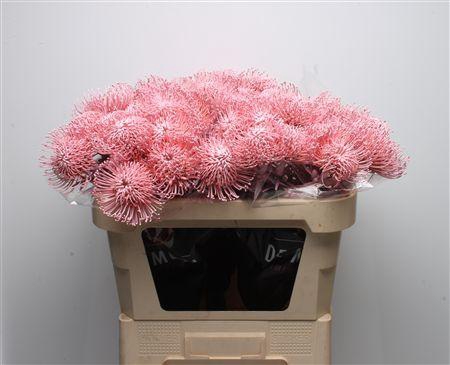 <h4>Leuco Klbh Baby Rose</h4>