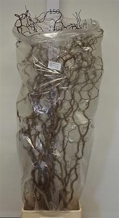 <h4>Corylus Av Contorta</h4>