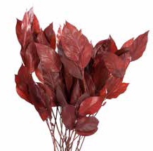 Salal red stabi