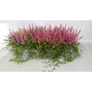 Calluna vulg.   ...red