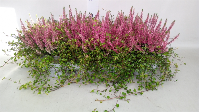 <h4>Calluna vulg.   ...red</h4>