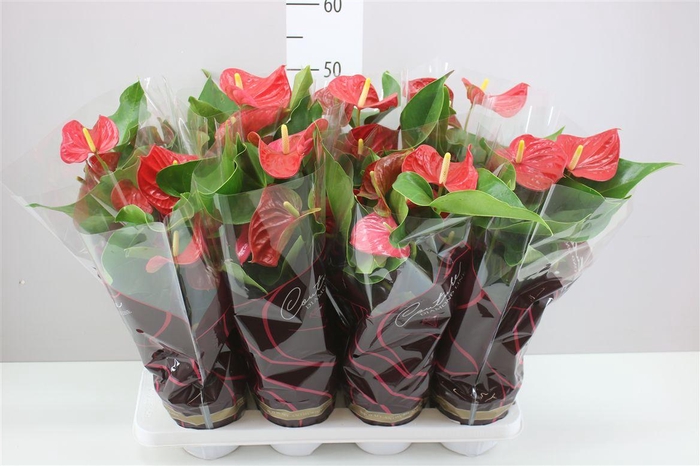 <h4>Anth An Rood</h4>