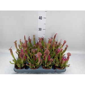 Sarracenia   ...