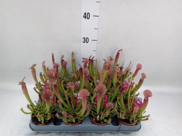 <h4>Sarracenia   ...</h4>