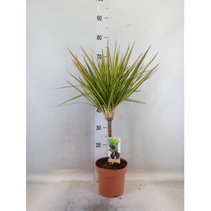 Dracaena marg. 'Sunray'