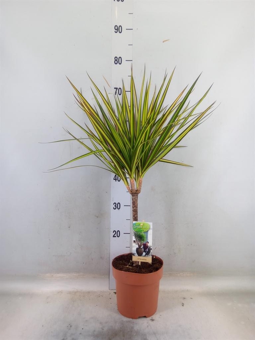 <h4>Dracaena marg. 'Sunray'</h4>