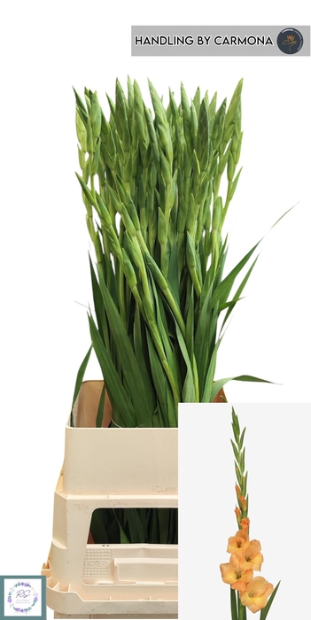 <h4>GLAD GR CORNELLI</h4>