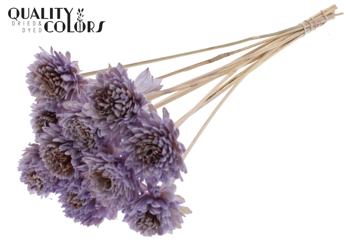 Shola Zinia 6cm on stem Milka