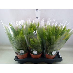 Nephrolepis exal. 'Green Lady'