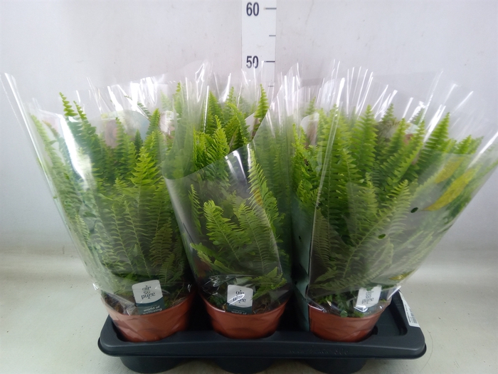 <h4>Nephrolepis exal. 'Green Lady'</h4>