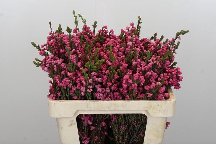 <h4>Kaaps Groen Erica Bella</h4>