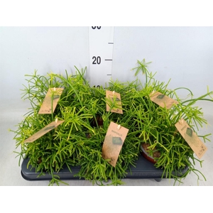 Rhipsalis baccifera 'Oasis'