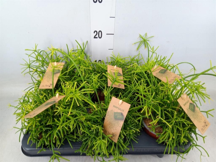 <h4>Rhipsalis baccifera 'Oasis'</h4>