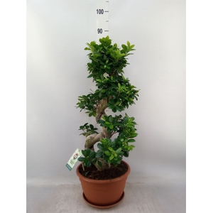 Ficus microcarpa 'Ginseng'