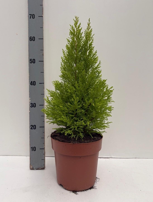 <h4>CUPR MA GOLDC WILMA</h4>