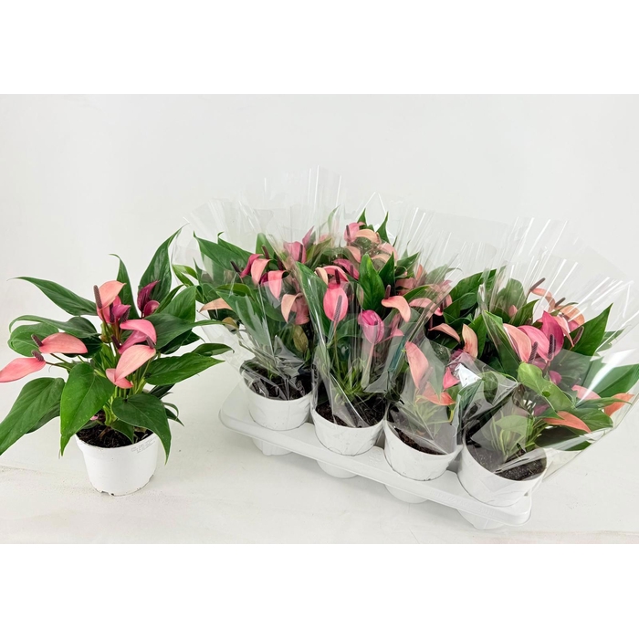 <h4>ANTHU ZIZOU</h4>