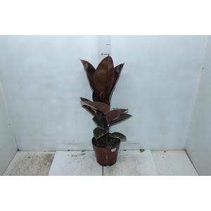 FICUS ELASTICA RUBY P17