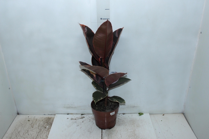 FICUS ELASTICA RUBY P17