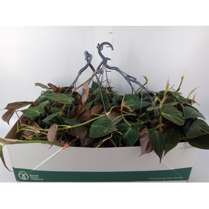 Philodendron   ...