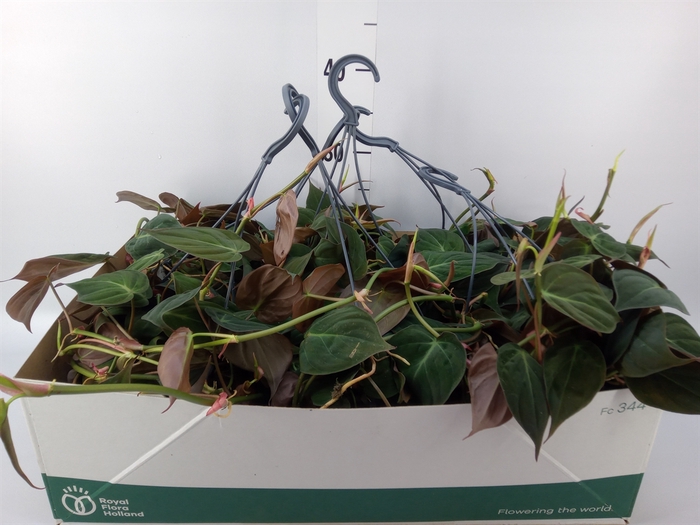 <h4>Philodendron   ...</h4>