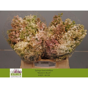 SYR HY MAIDENS BLUSH