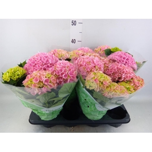 Hydrangea mac. 'Hi River'