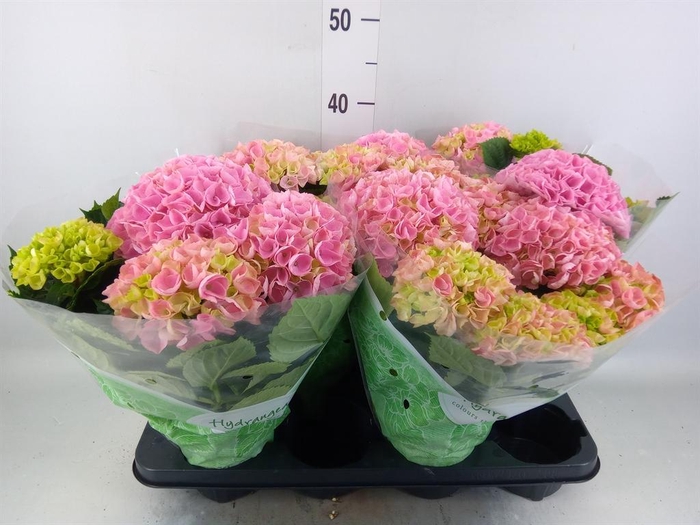 <h4>Hydrangea mac. 'Hi River'</h4>