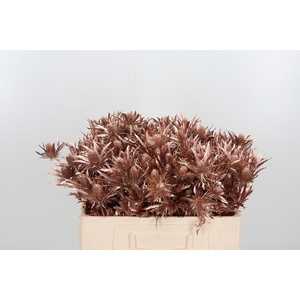 Eryn Orion Kl Bh Rose Goud