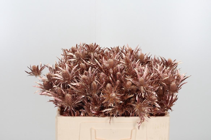 <h4>Eryn Orion Kl Bh Rose Goud</h4>