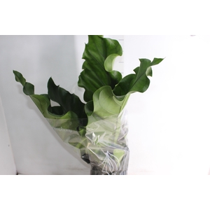ANTHURIUM PLOWMANII P19