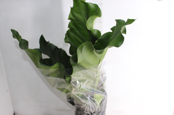 ANTHURIUM PLOWMANII P19
