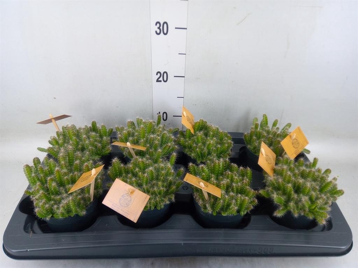 <h4>Hylocereus undatus</h4>