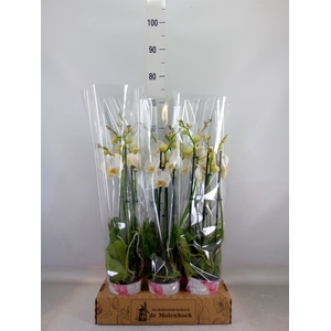 Phalaenopsis  'Ant Folkestone'