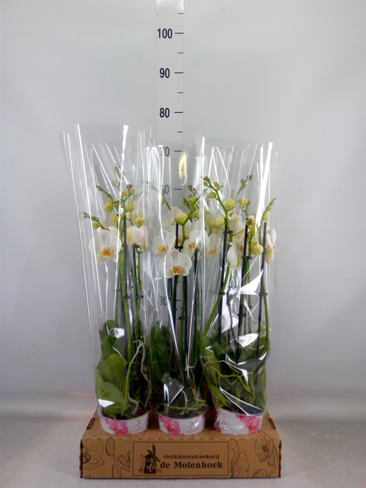 <h4>Phalaenopsis  'Ant Folkestone'</h4>
