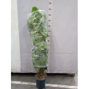 Monstera pertusum