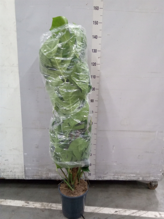 <h4>Monstera pertusum</h4>