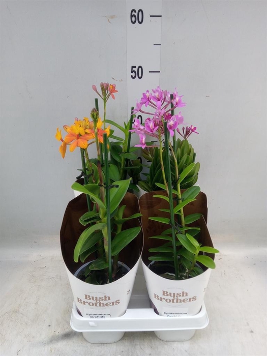 <h4>Epidendrum   ...</h4>