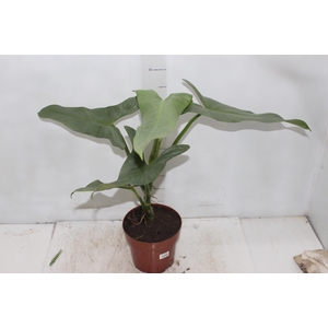 PHILODENDRON GREY P17