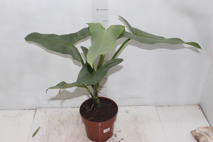 <h4>PHILODENDRON GREY P17</h4>