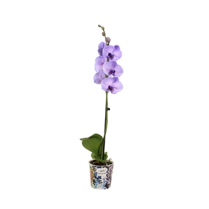 Potcover I Am Coloured Phal I Am Purple Heart 1T9+(24u levertij